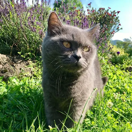 Dom wakacyjny Stavne 158 *